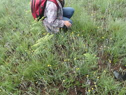 Imagem de Helichrysum aureonitens Sch. Bip.