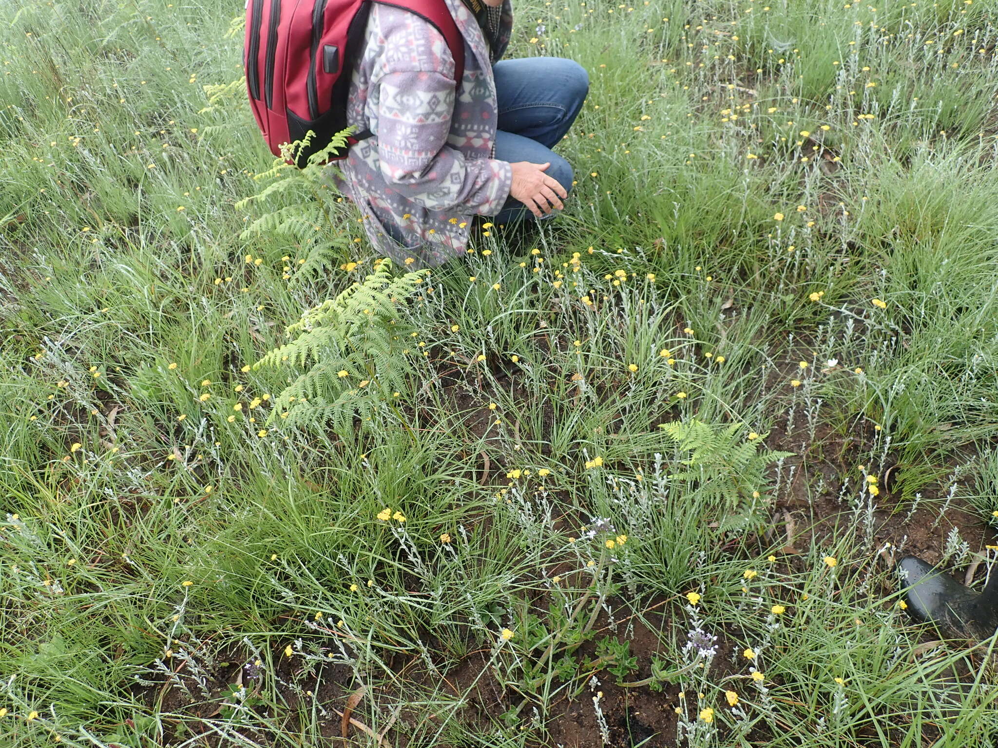 Imagem de Helichrysum aureonitens Sch. Bip.