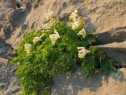 Plancia ëd Pseudofumaria alba subsp. acaulis (Wulfen) Lidén