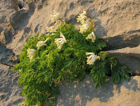 Image of Pseudofumaria alba subsp. acaulis (Wulfen) Lidén