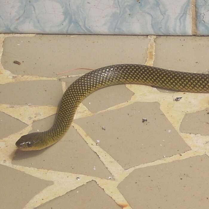 Image of Military ground snake
