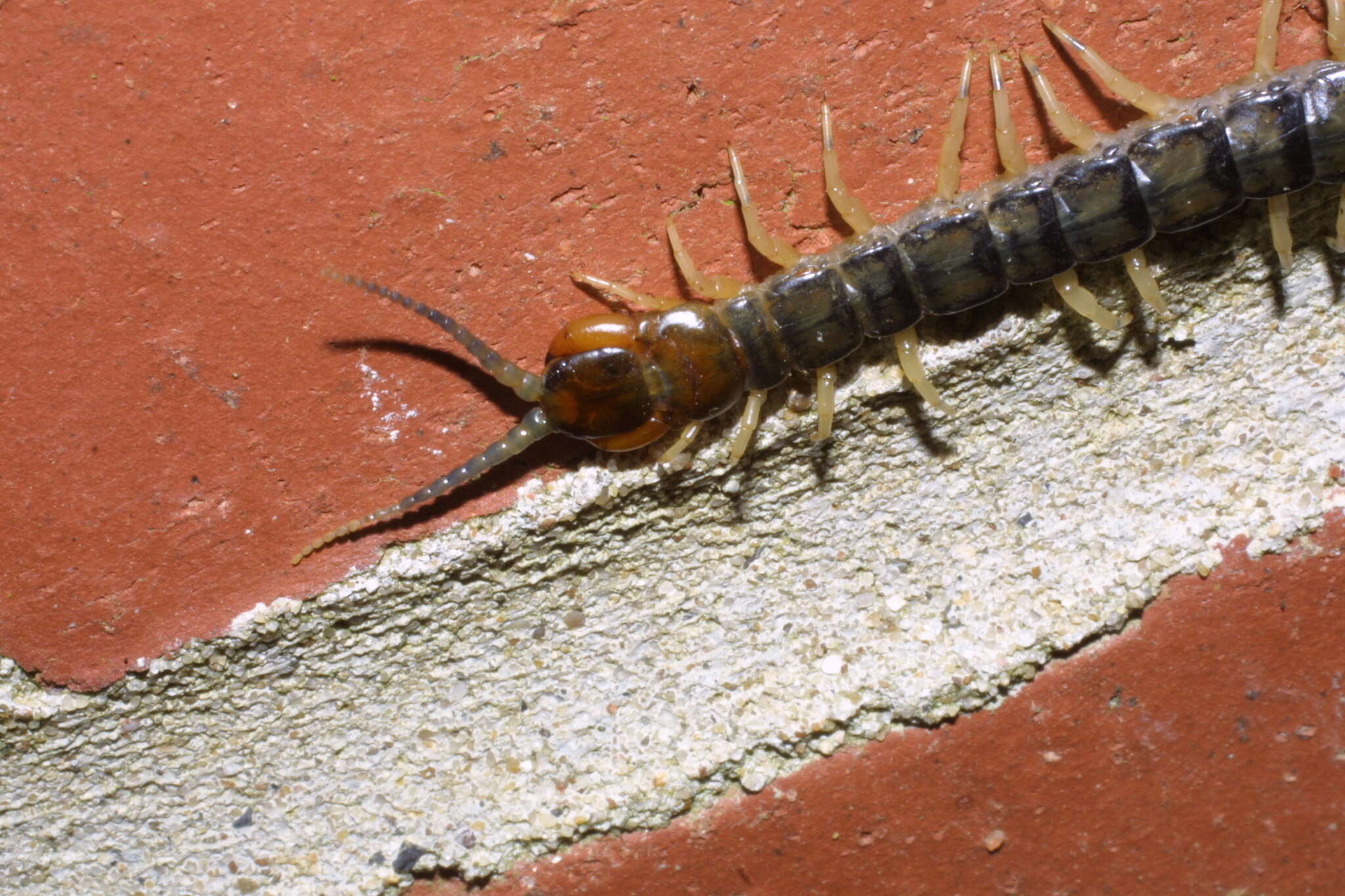 Imagem de Hemiscolopendra marginata (Say 1821)