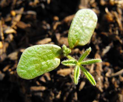 Image of hollowleaf annual lupine