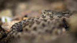 Image of Vipera latastei gaditana Saint Girons 1977