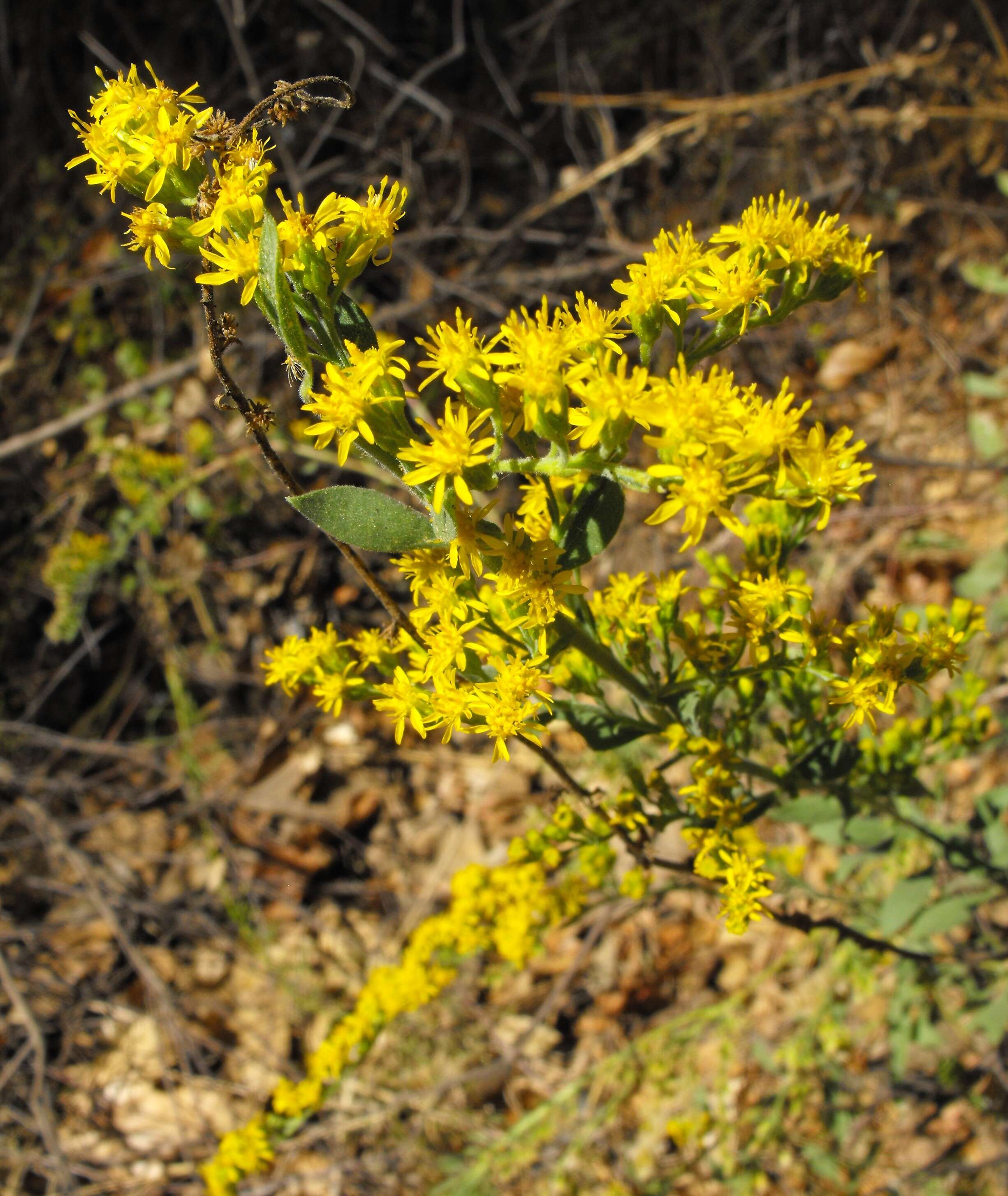 Image of California goldenrod