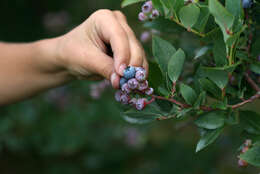 Image of Vaccinium sect. Cyanococcus