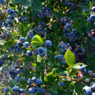 Image of Vaccinium sect. Cyanococcus