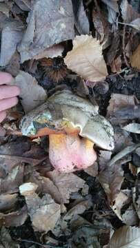 Image of Devil's bolete