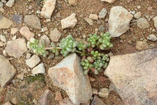 Image of Crassula corallina Thunb.