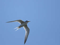 Image of Little Tern