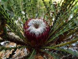 Image of Banksia dallanneyi A. R. Mast & K. R. Thiele