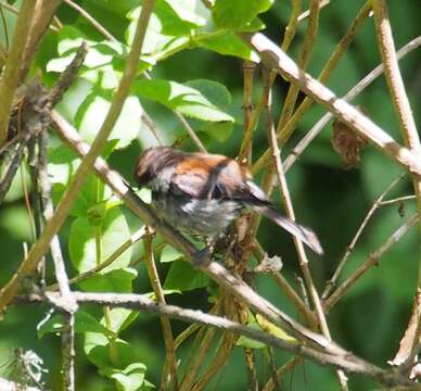 Слика од Poecile rufescens (Townsend & JK 1837)