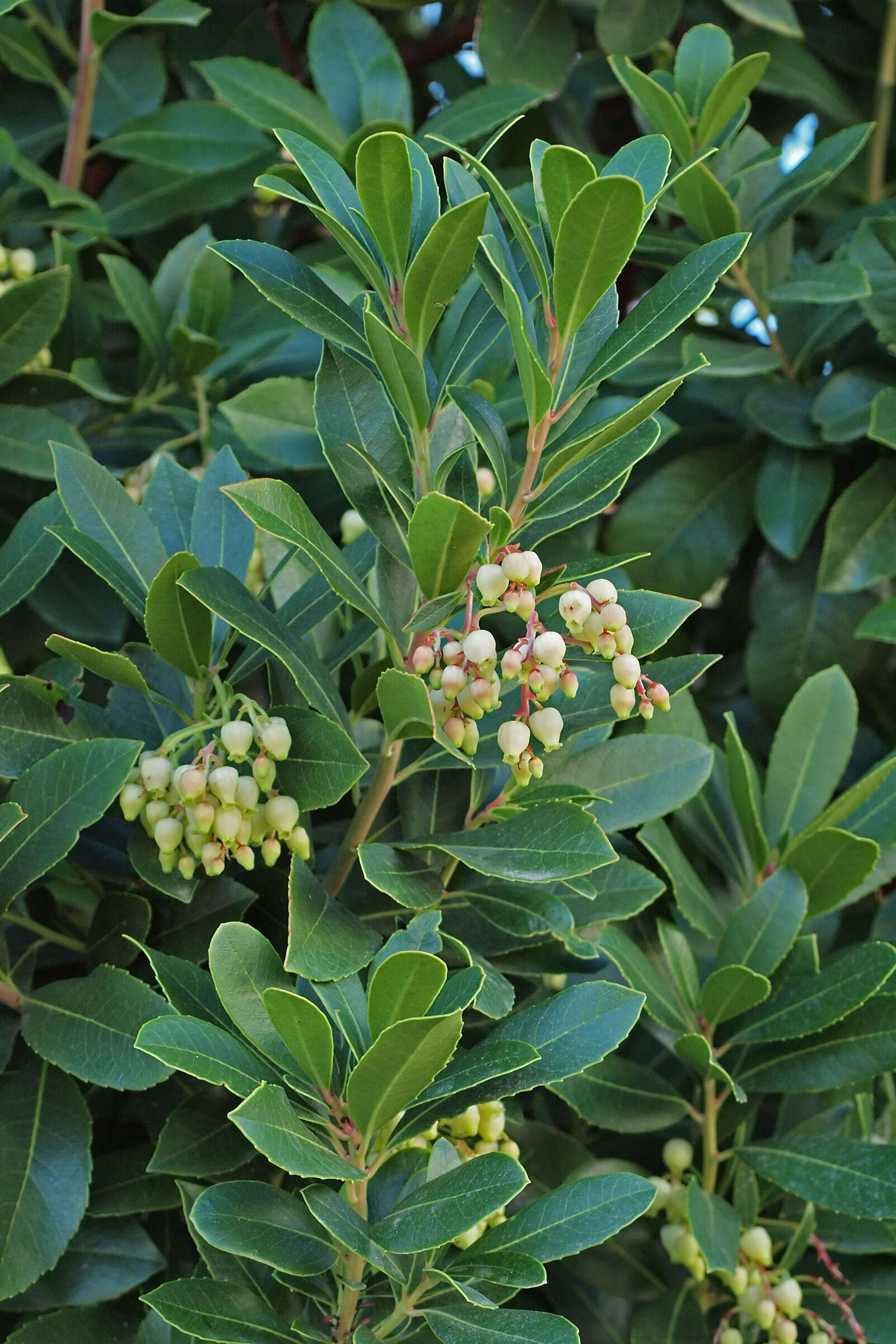 Image of strawberry tree