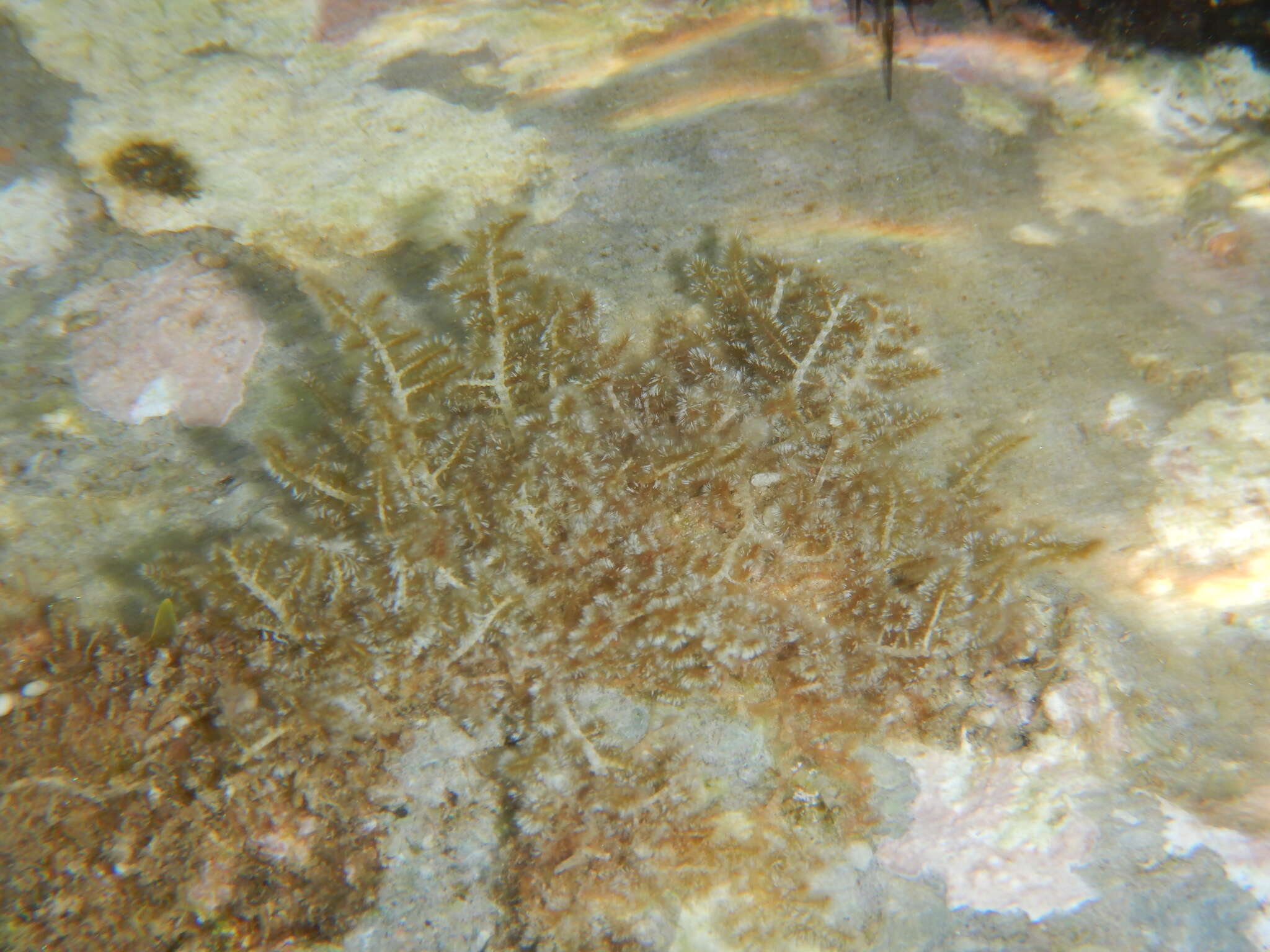 Image of Wrangelia penicillata