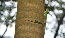 Plancia ëd Phelsuma grandis Gray 1870