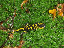 Image of Common Fire Salamander