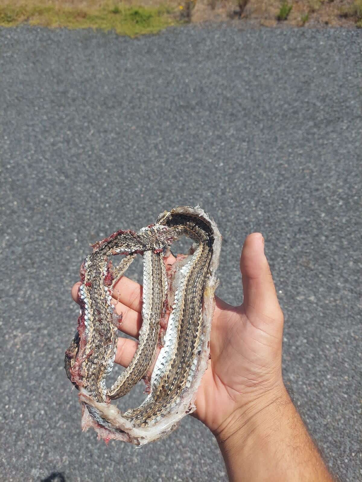 Image of Cape Sand Snake