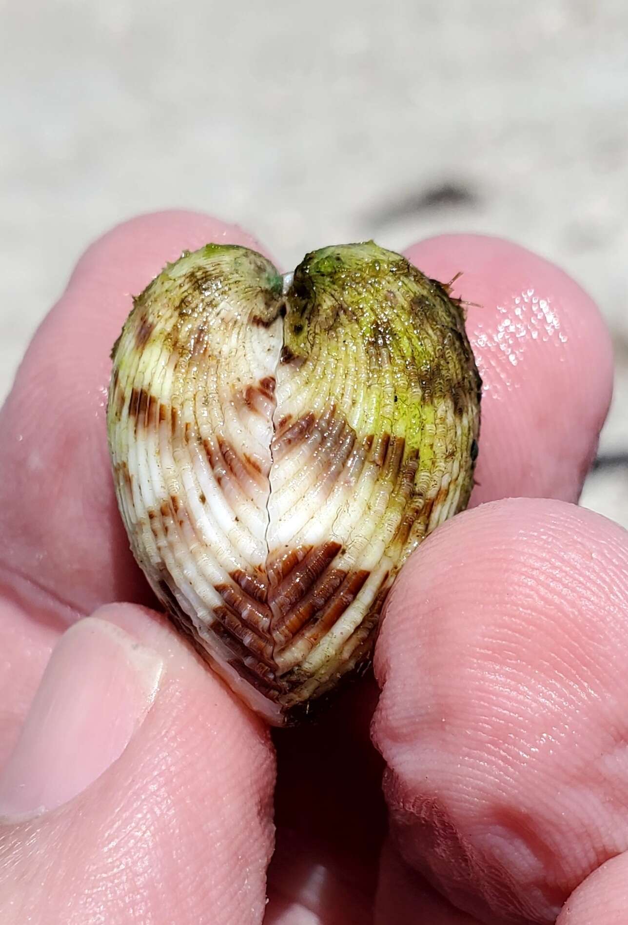 Image of Atlantic strawberry-cockle