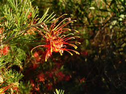 Image of Grevillea preissii Meissn.