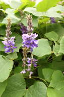 Image de Pueraria montana var. lobata (Willd.) Sanjappa & Pradeep