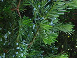 Image of Buddhist Pine