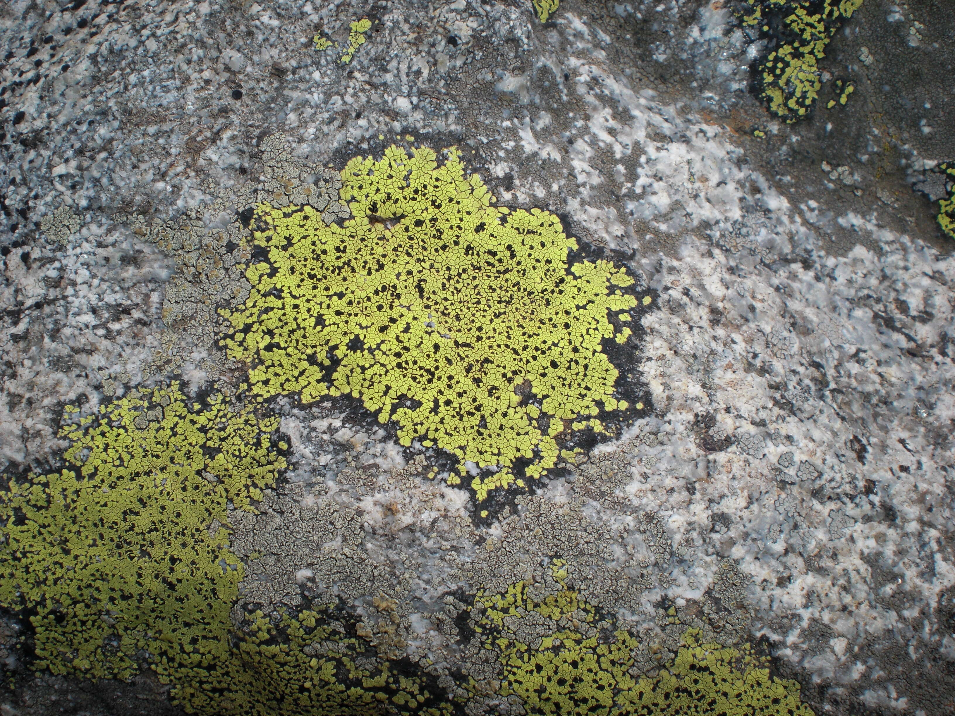 Image of map lichen