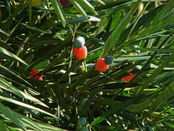 Image of Buddhist Pine