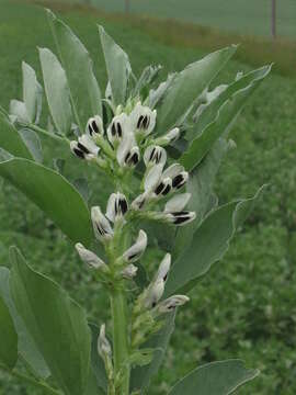 Image of Broad Bean