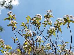 Eremosis tomentosa (La Llave & Lex.) Gleason resmi