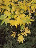 Image of Manna Ash