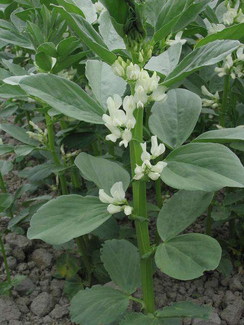 Image of Broad Bean