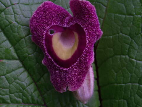 Image of Aristolochia foetida Kunth