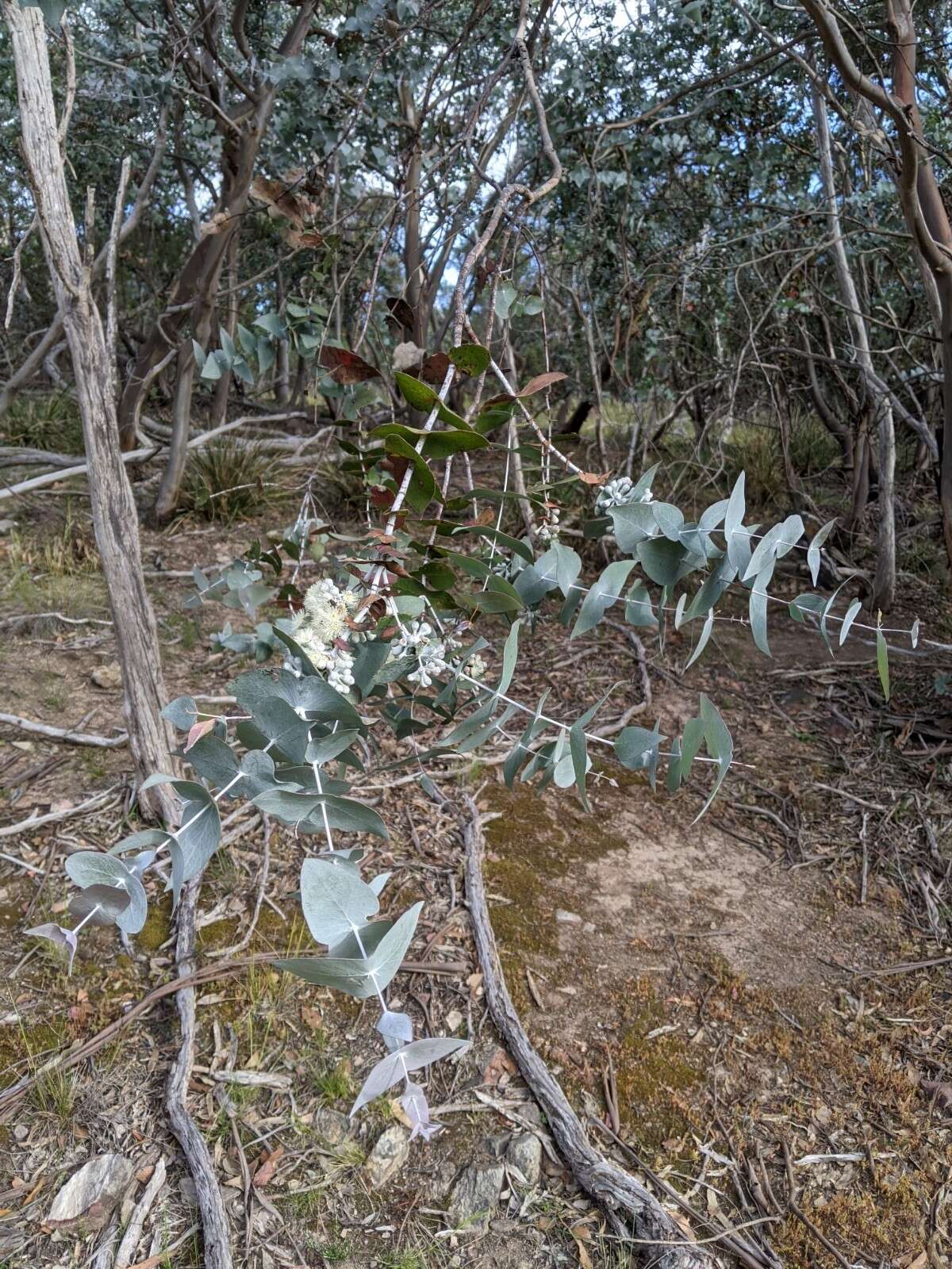 Image of Risdon peppermint gum