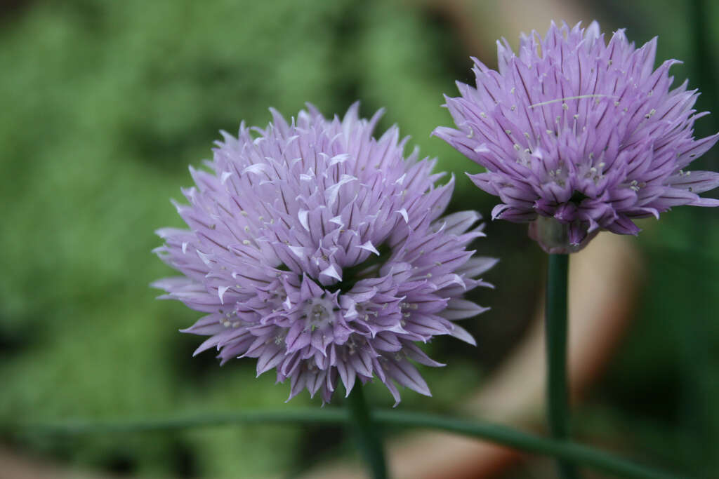 Image of wild chives