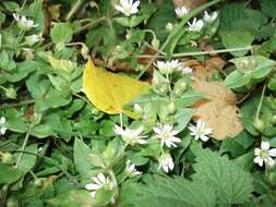 Image of common chickweed