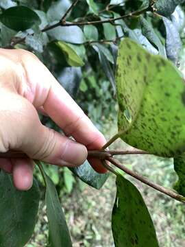 Image of <i>Syzygium kusukusuense</i>