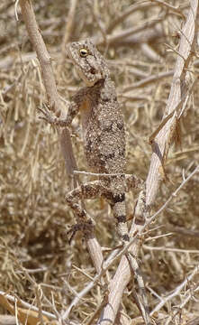 Image of Anchieta's Agama