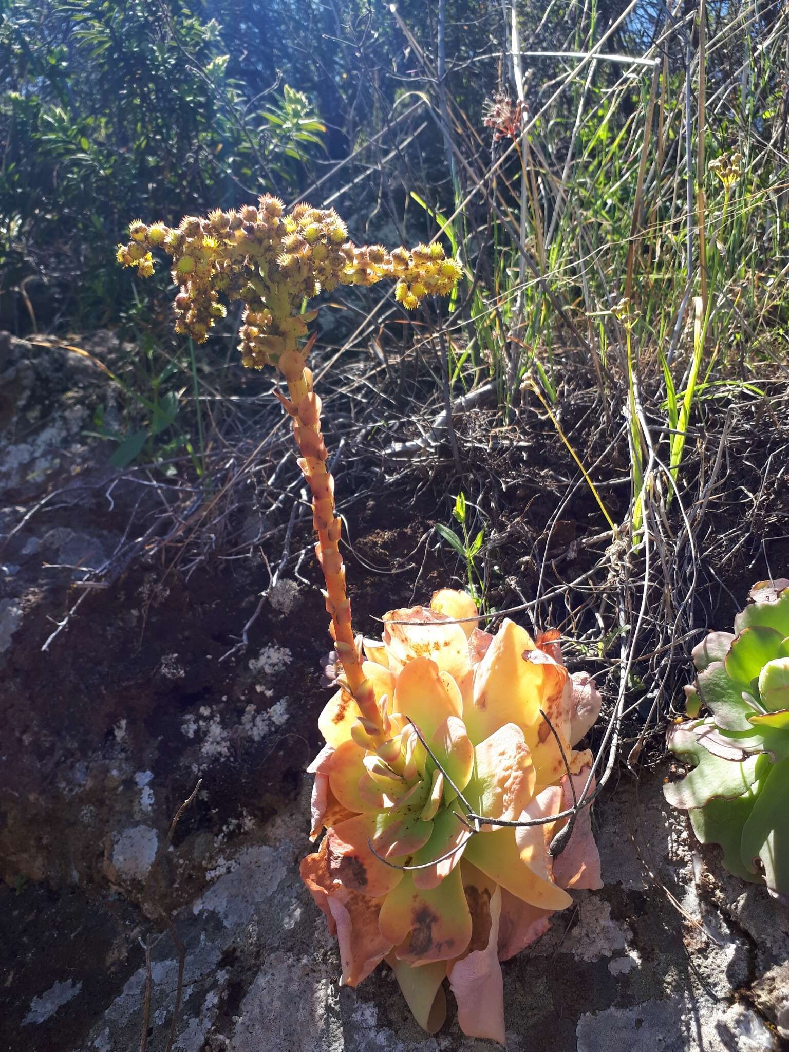 Aeonium diplocyclum (Webb ex Bolle) T. H. M. Mes resmi