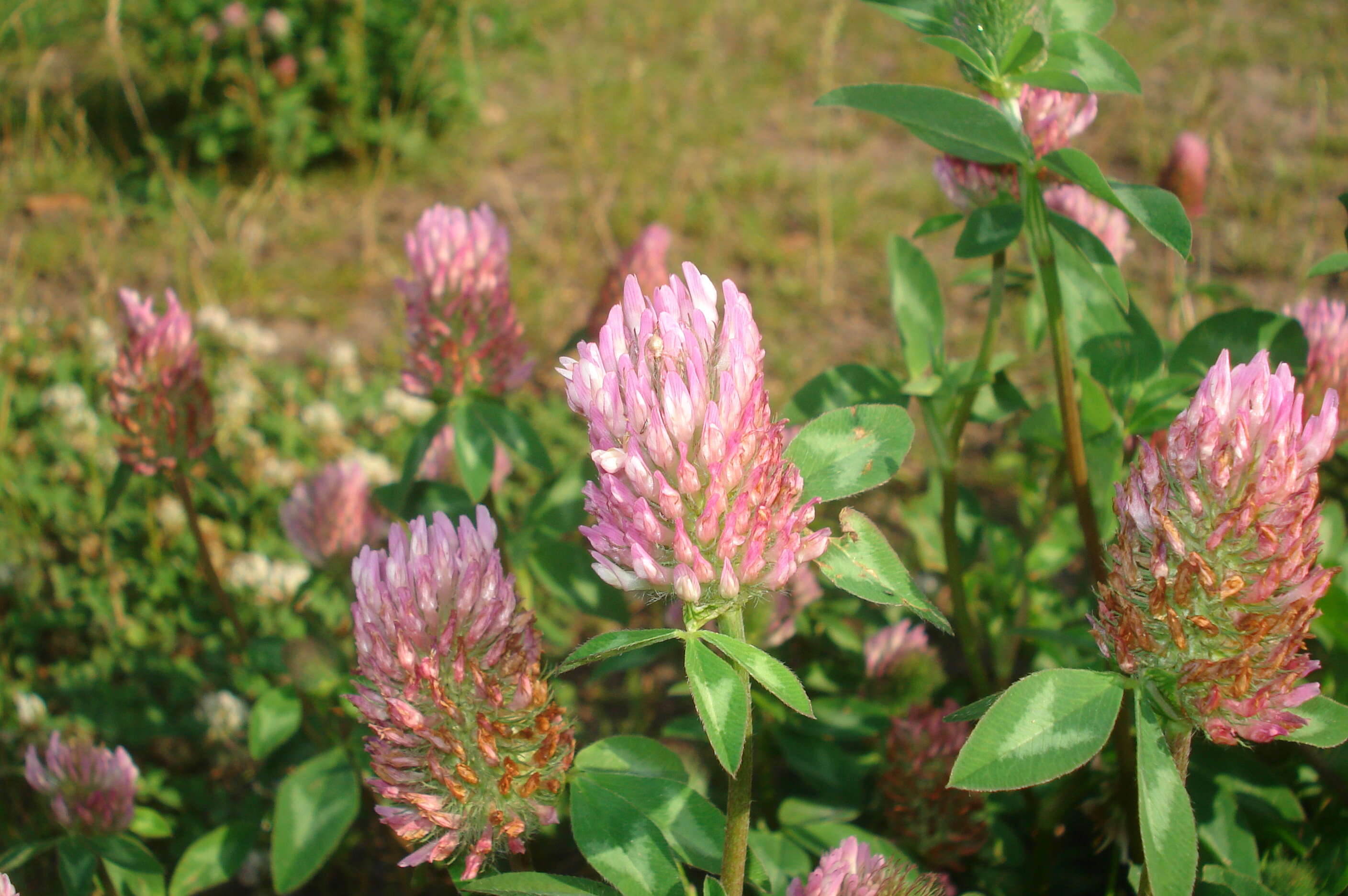 Image of Red Clover