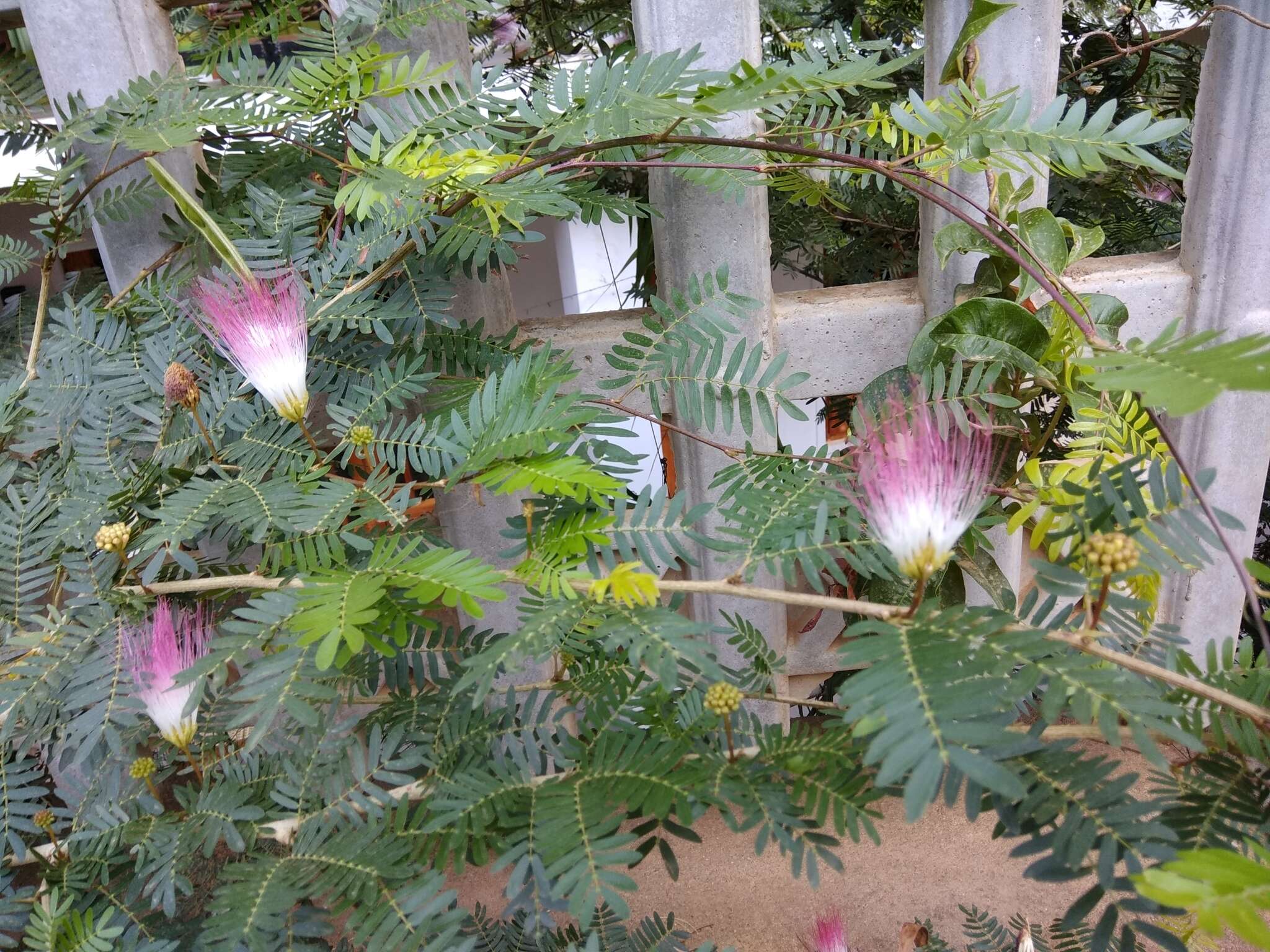 Plancia ëd Calliandra surinamensis Benth.