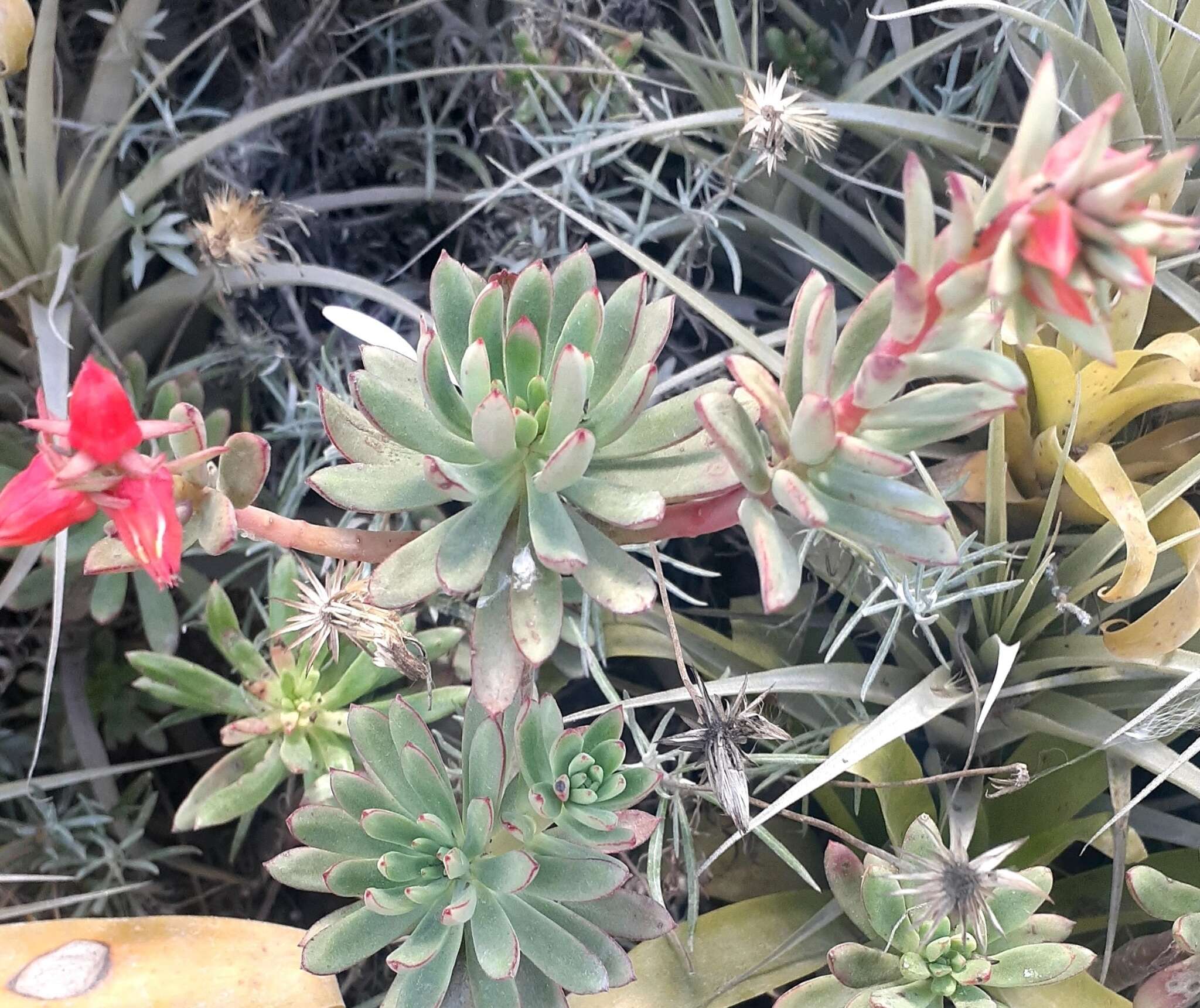 Image of Echeveria quitensis (Kunth) Lindley