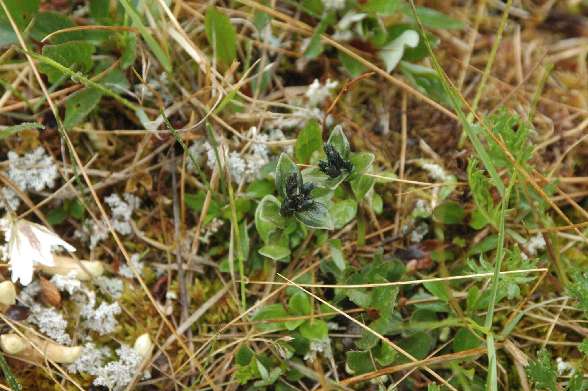 صورة Gentiana glauca Pall.