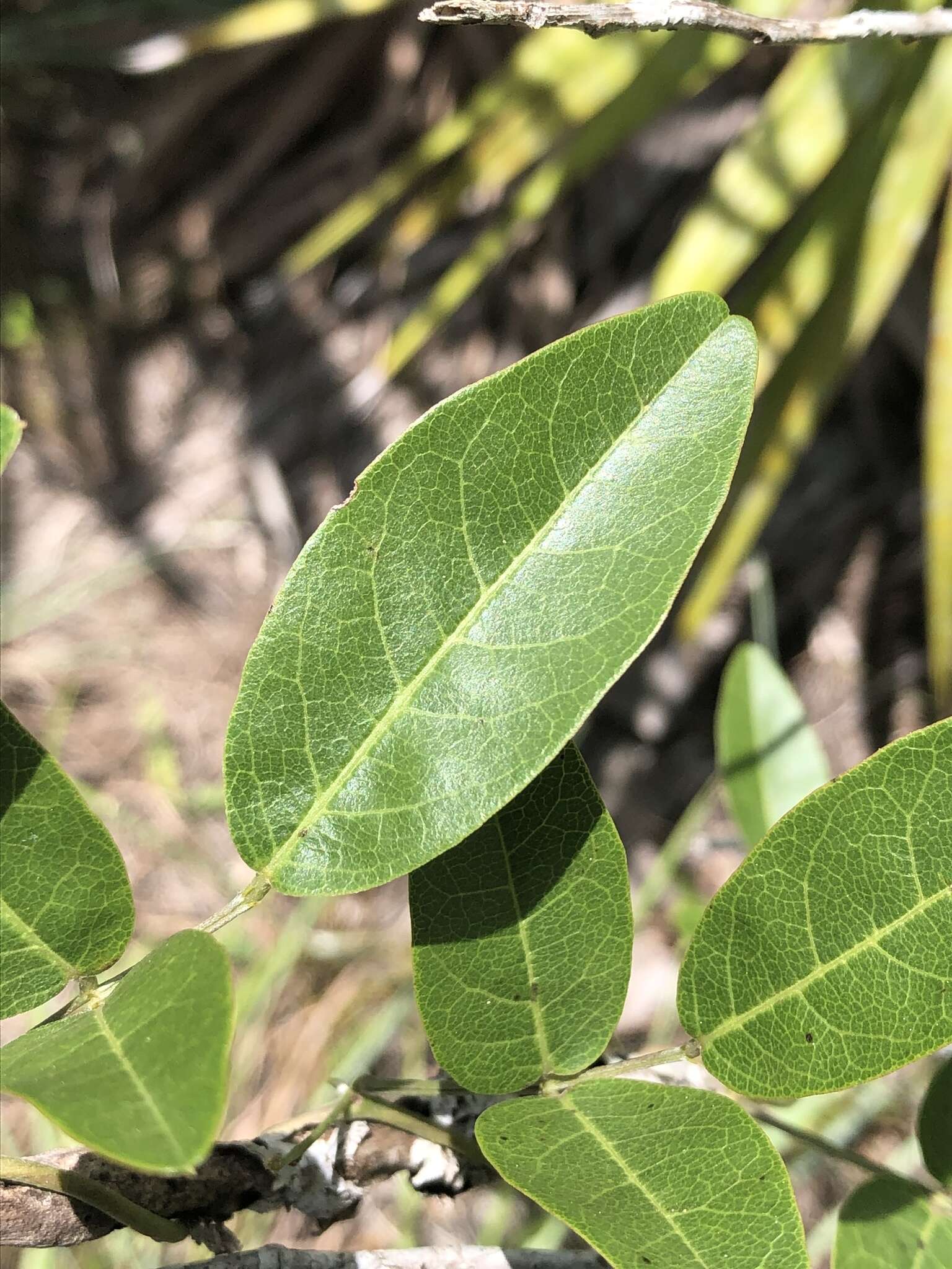 Image of downy milkpea