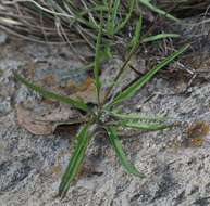 Image de Tridax palmeri A. Gray