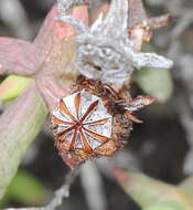 Image of Smicrostigma viride (Haw.) N. E. Br.