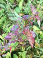 Image de Ribes rotundifolium Michx.