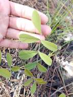 Tephrosia florida (F. Dietr.) C. E. Wood resmi