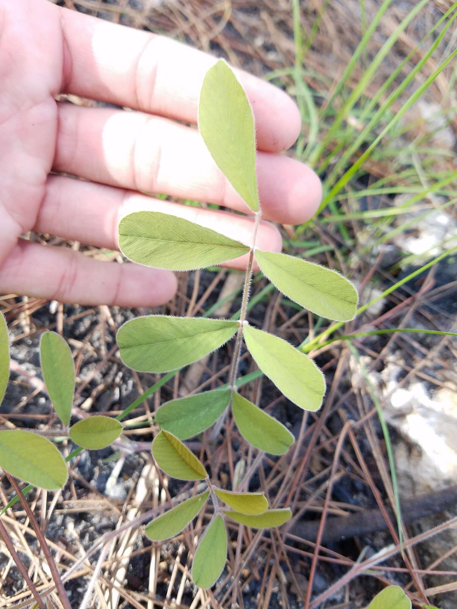 Tephrosia florida (F. Dietr.) C. E. Wood的圖片