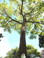 Image of kapoktree