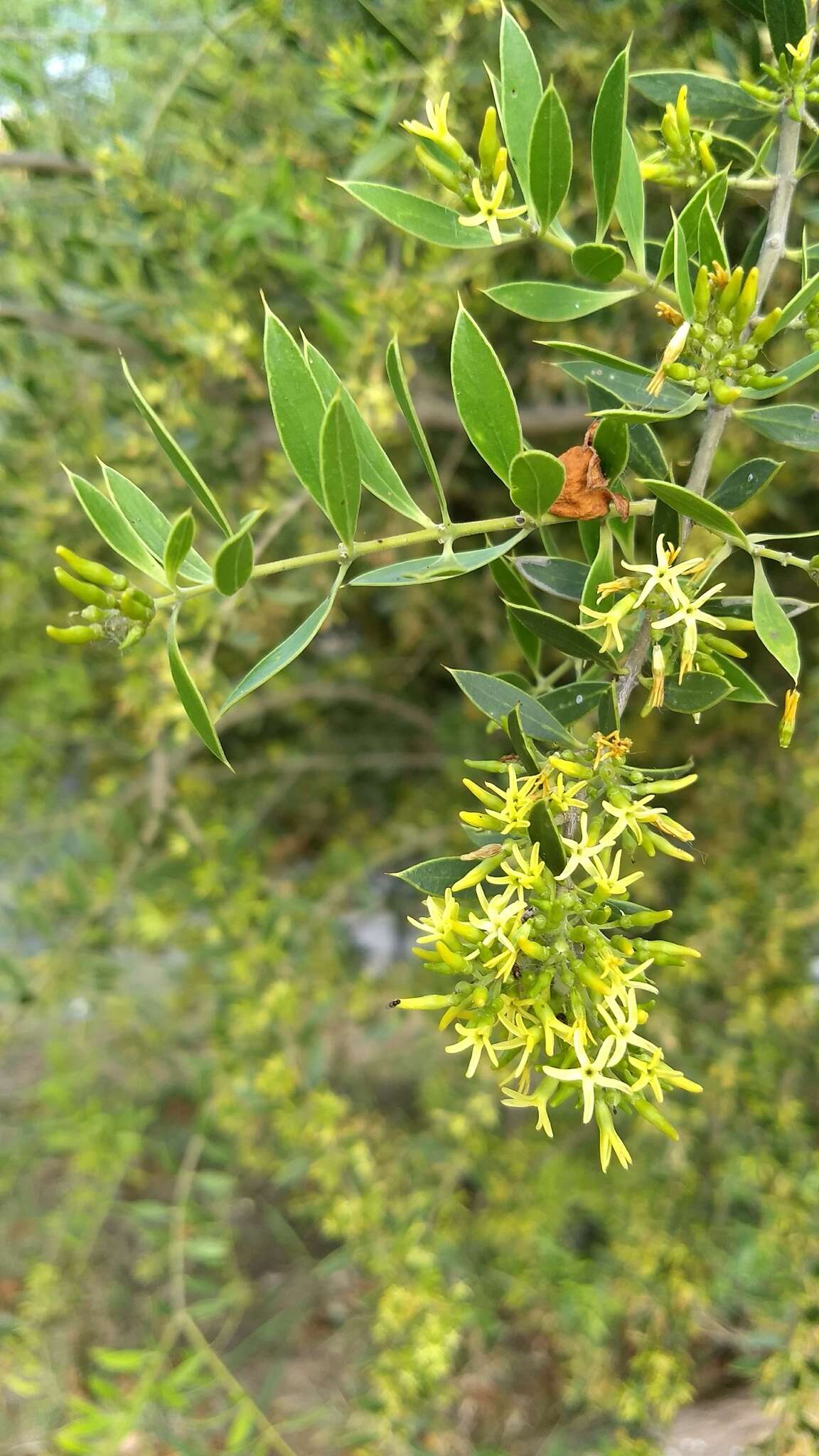 صورة Aspidosperma quebracho-blanco Schltdl.